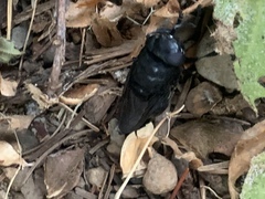 Cuterebra approximata