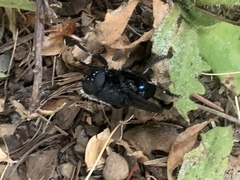 Cuterebra approximata