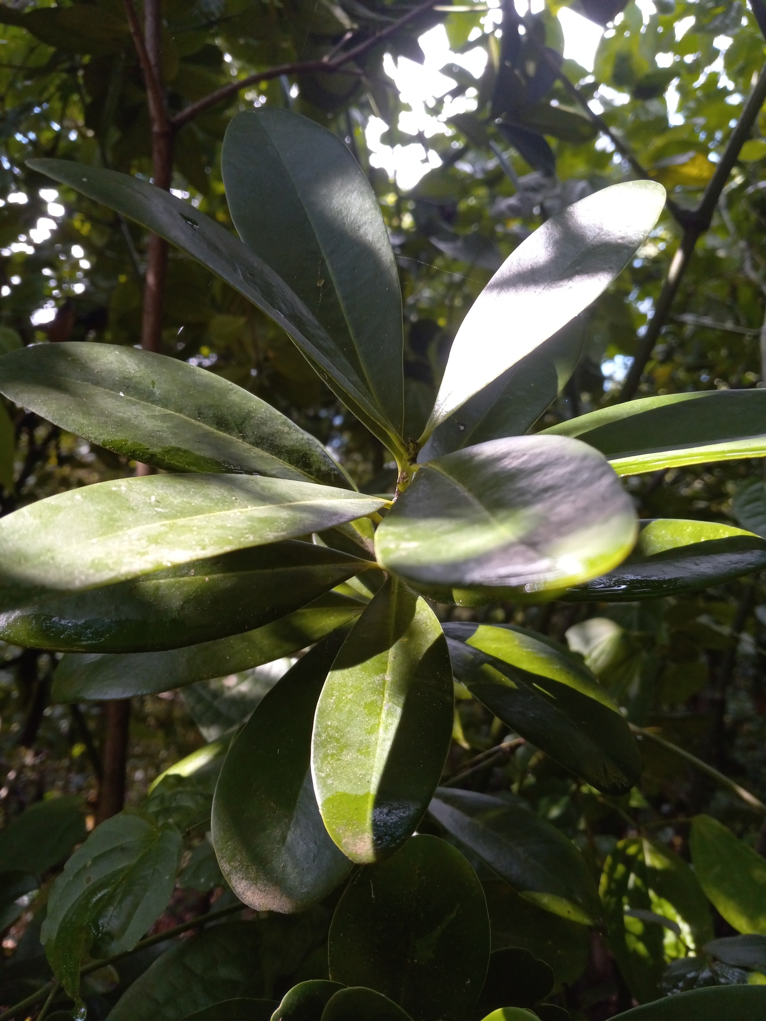 Imagem de Canela-branca