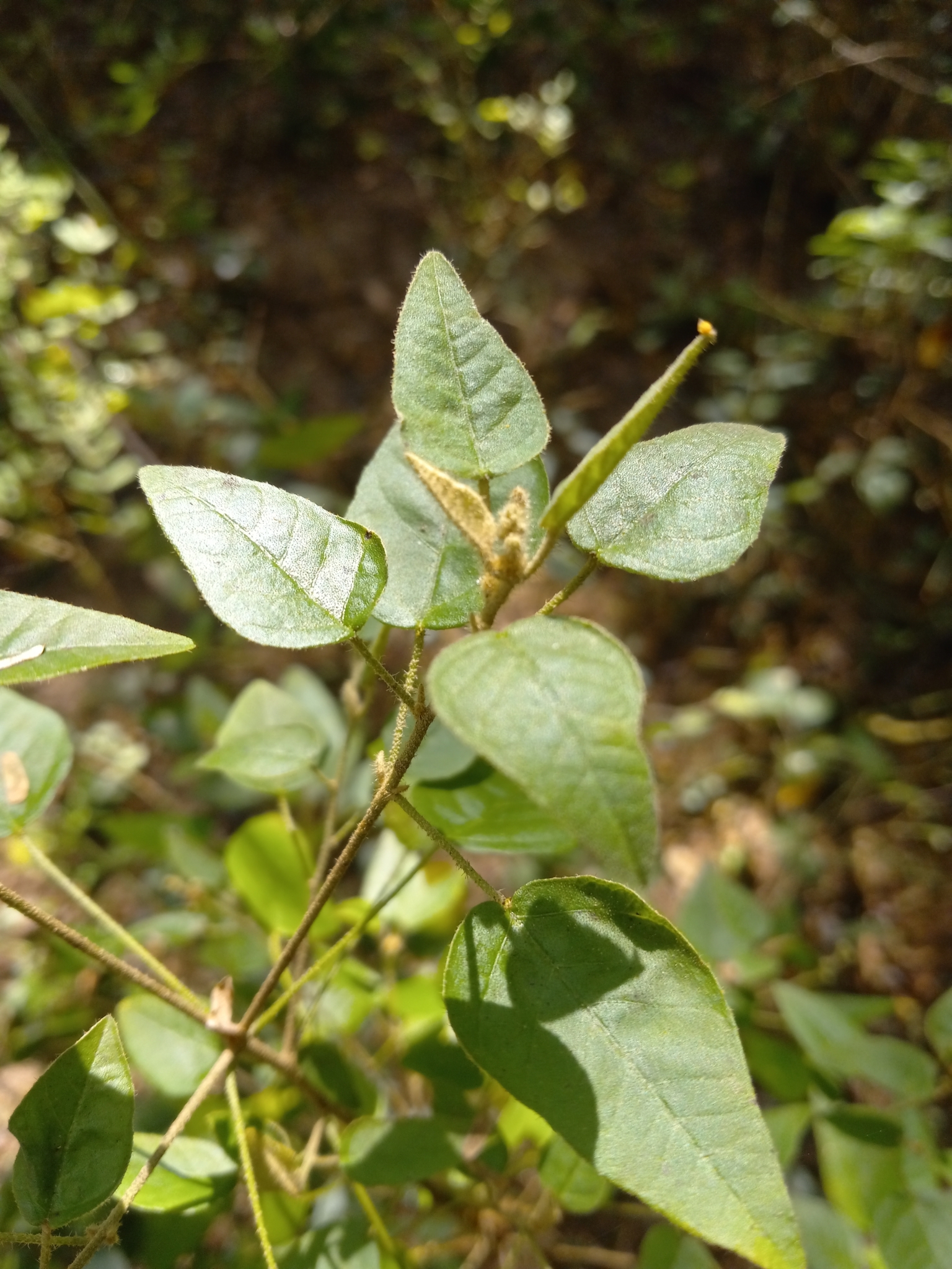 Imagem de Velame-do-campo