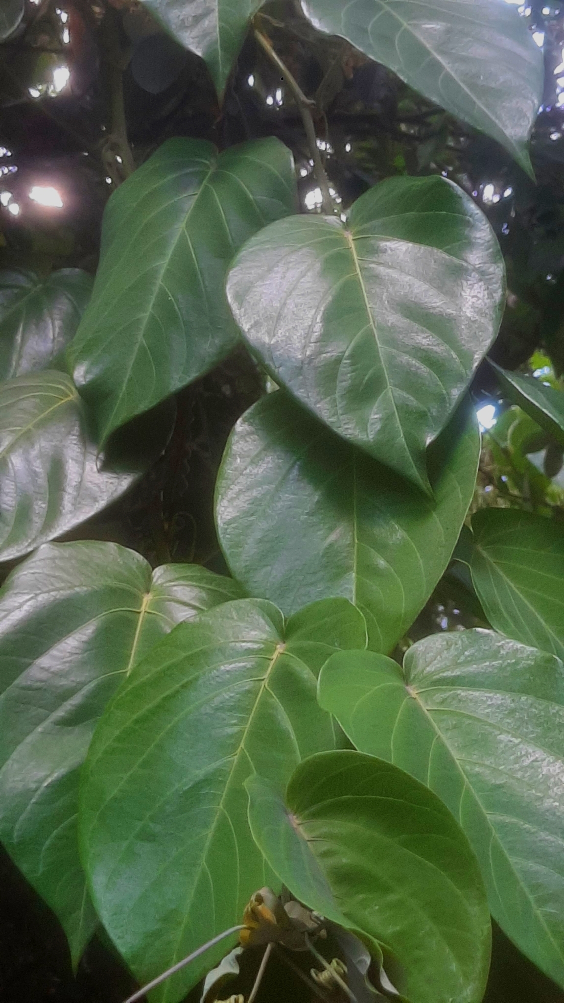 Imagem de Maracujá-doce