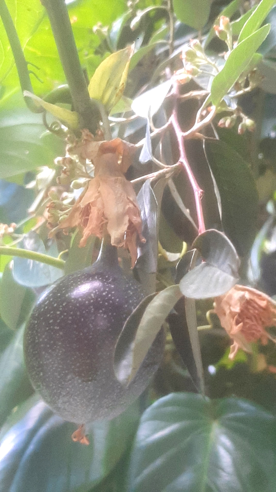 Imagem de Maracujá-doce