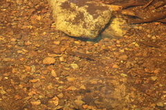 Salvelinus fontinalis image