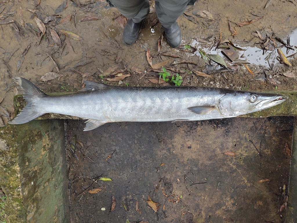 Guinean barracuda (Sphyraena afra) — Sphyraenidae