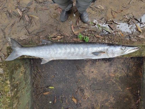 Guinean barracuda (Sphyraena afra) — Sphyraenidae