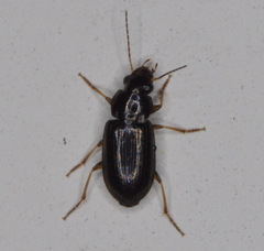 Selenophorus