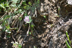 Dicentra pauciflora