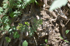 Dicentra pauciflora