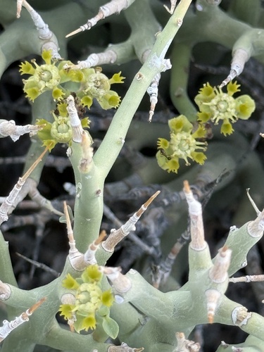 Euphorbia lignosa