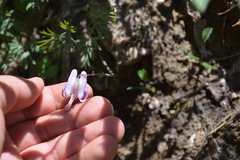Dicentra pauciflora
