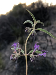 Trichostema laxum