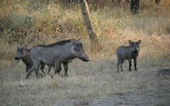 Phacochoerus africanus