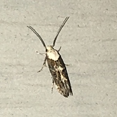 Mompha murtfeldtella