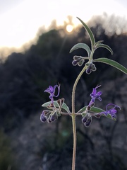 Trichostema laxum
