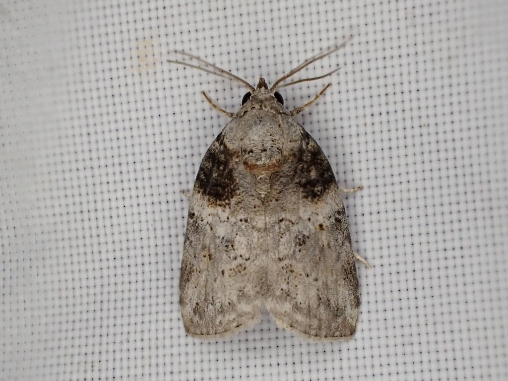 Garella vallata