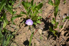 Calochortus nudus