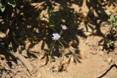 Gilia capitata capitata