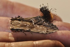 Dudusa sphingiformis