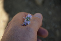 Gilia capitata capitata