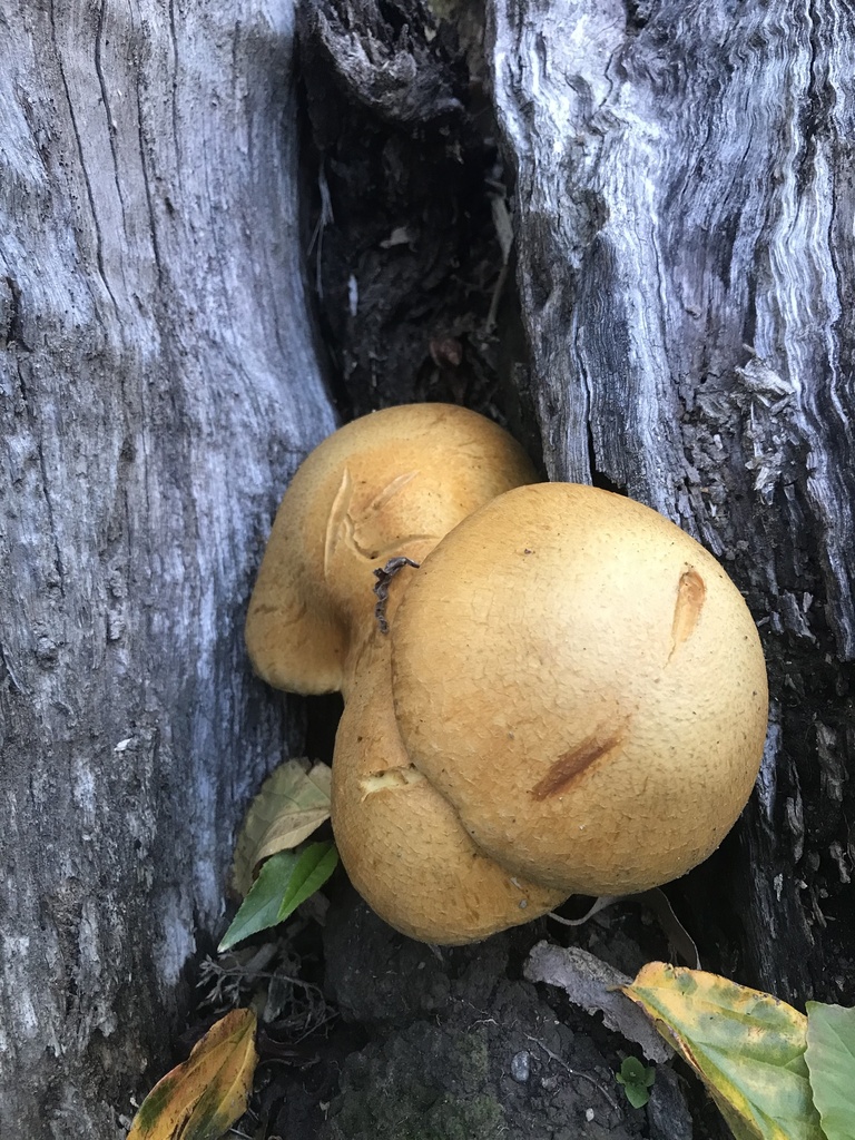 Gymnopilus junonius · January 2025 · photo: © fuligogirl (iNaturalist, cc-by)