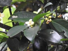 Garcinia oblongifolia