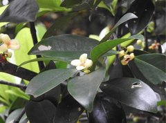 Garcinia oblongifolia