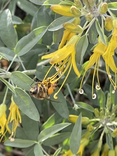 iNaturalist observation photo of Western Honey Bee