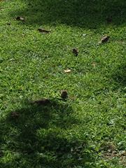 Passer domesticus