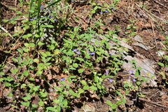 Scutellaria antirrhinoides