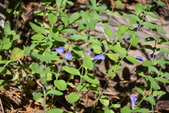 Scutellaria antirrhinoides