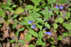 Scutellaria antirrhinoides