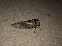 Megatibicen pronotalis