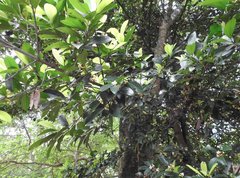 Garcinia oblongifolia