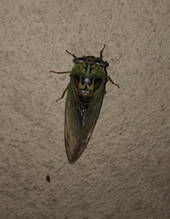 Megatibicen pronotalis