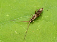 Pogonognathellus elongatus