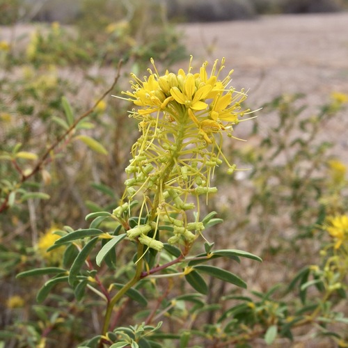 Image of Cleomella palmeri by (c) Sue Carnahan, some rights reserved (CC BY)