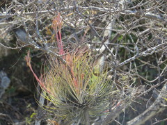 Tillandsia juncea