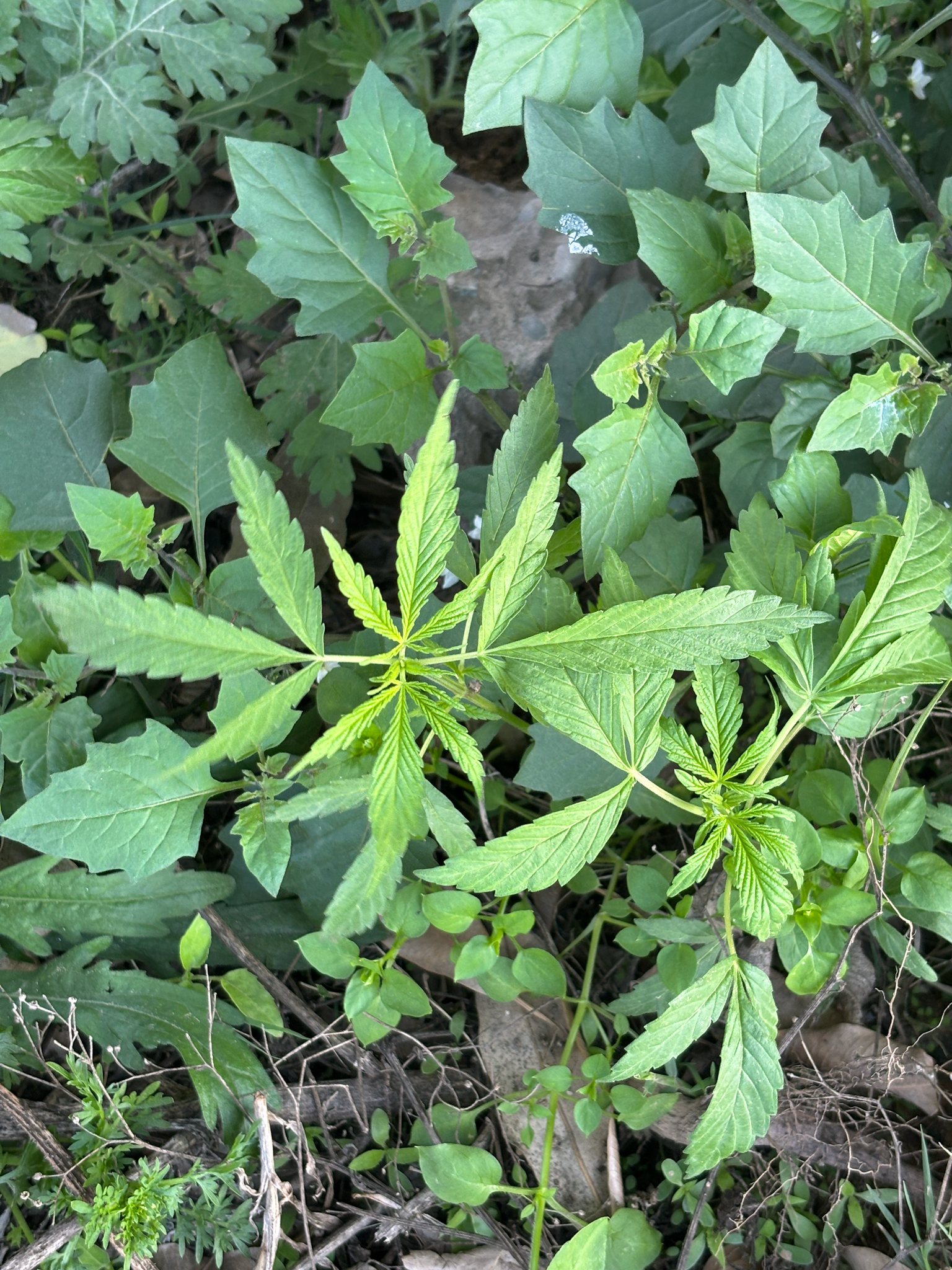 Imagem de Maconha