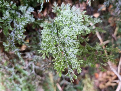 Hymenophyllum seselifolium, 2024-12-10