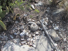 Mammillaria chionocephala