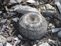 Mammillaria chionocephala