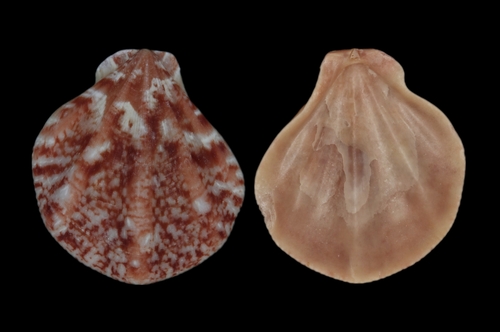 Pseudamussium clavatum, 2025-01-27