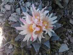 Ariocarpus retusus retusus