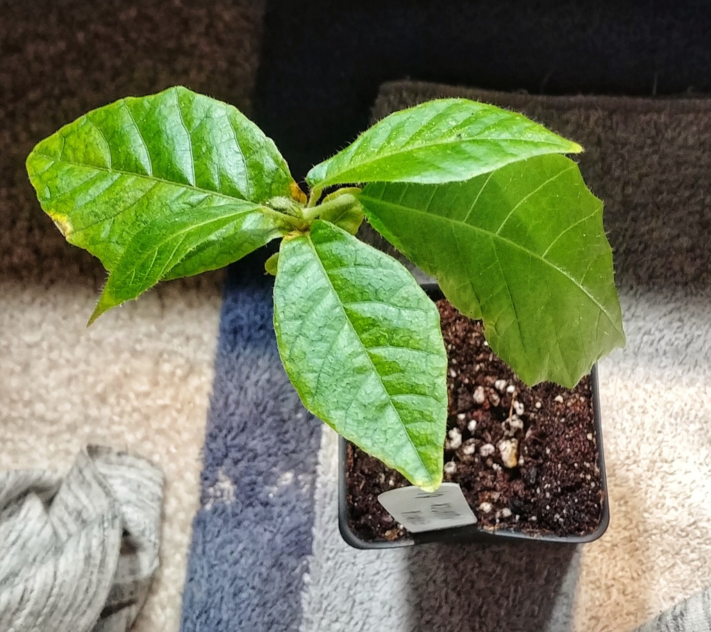 (Herrania umbratica) - Botanical Realm