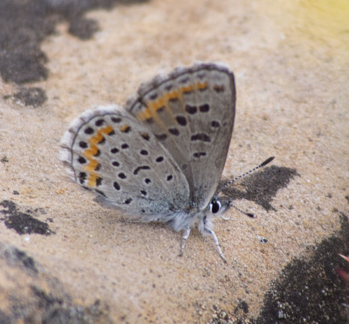 Spalding's Blue photo 3
