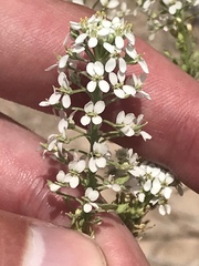 Lepidium thurberi