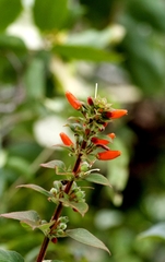 Kohleria tubiflora, photograph (c) Moisés Puchicama, some rights reserved (CC BY-SA)