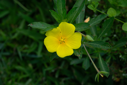 Ludwigia grandiflora iNat (2)