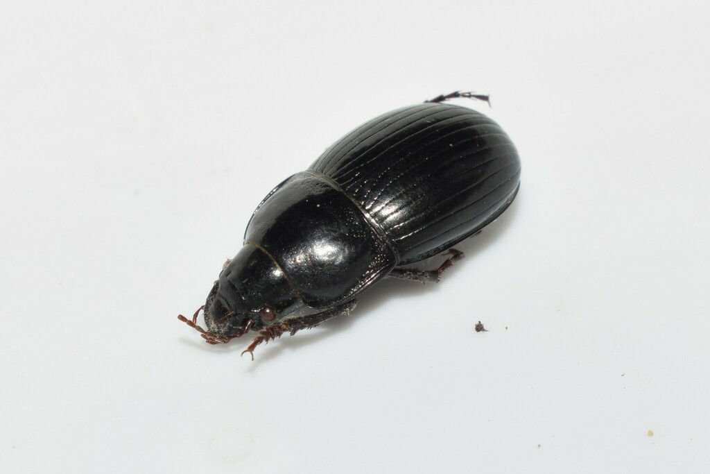 Zabrus aegaeus