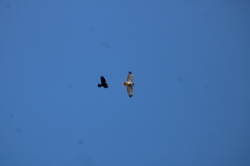Red-tailed Hawk photographed in Maine